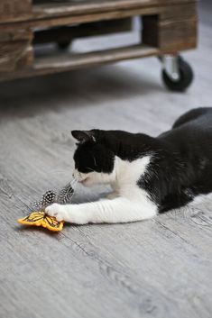 a black and white cat playing with a toy