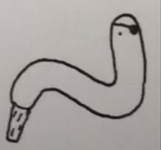 a black and white drawing of a long worm