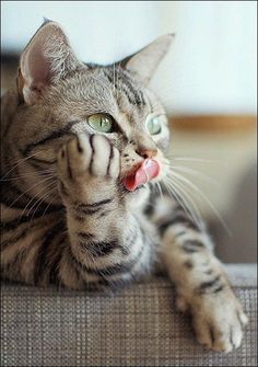 a cat laying on top of a couch with its tongue out and it's paw in the air