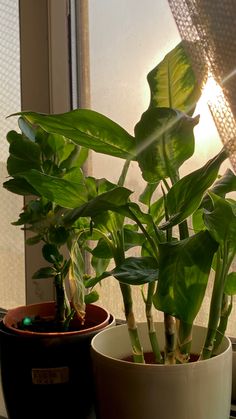 two potted plants sitting next to each other on a window sill