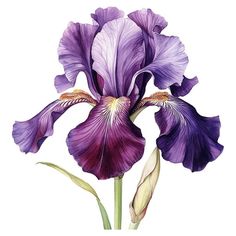 a purple flower on a white background with watercolors and pen drawing style art work