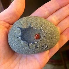 a hand holding a rock with a ladybug on it