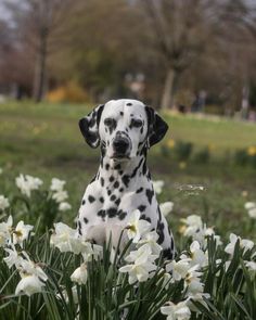 a dalmatian dog sitting in the middle of some flowers