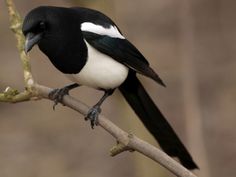 a black and white bird perched on a branch