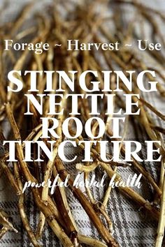 the words stinging nettle root tincture are in front of a pile of twigs