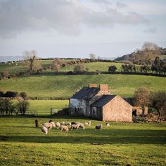 a herd of sheep standing on top of a lush green field next to a building