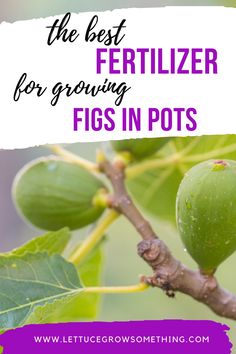 best fertilizer for growing fig trees in pots Fig Plant Care, Potted Fig Tree, Indoor Fig Trees, Fig Plants, Growing Figs, Fig Fruit Tree, Growing Fig Trees, Guerilla Gardening, Fig Tree Plant