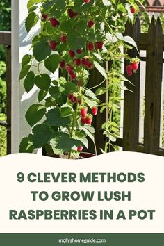 a plant with berries growing on it and the words 9 clever method to grow lush raspberries in a pot