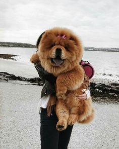 a woman holding a large brown dog on top of a sandy beach next to the ocean