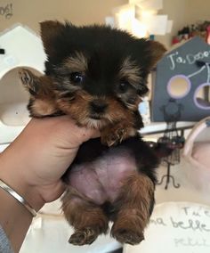 a small dog is being held in someone's hand while they are looking at the camera