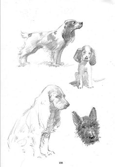 three different dogs are shown in this drawing