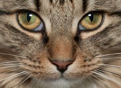 a close up view of a cat's face with green eyes and whiskers