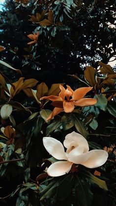 an orange and white flower on a tree