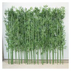 a group of bamboo plants in front of a white wall