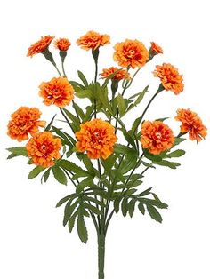 a bunch of orange flowers on a white background