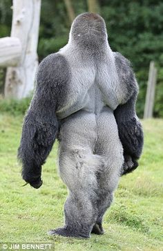 a gorilla standing on its hind legs in the grass with it's back to the camera