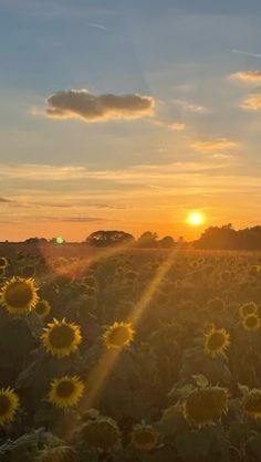 the sun is setting over a field of sunflowers