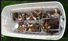 several plastic containers filled with dirt and root plants in the grass, on top of a lawn