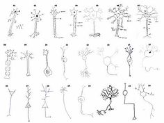 an illustrated diagram of the different types of trees and plants that are in each tree