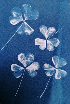 four leaf clovers on a blue background