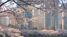 the trees are blooming in front of tall buildings