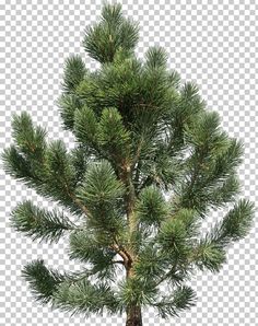 a pine tree with no leaves on it in the snow, transparent background png clipart