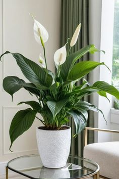 a white potted plant sitting on top of a glass table next to a window