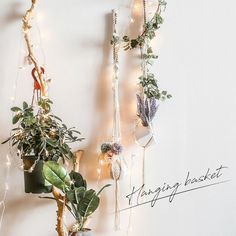 there are plants hanging on the wall with string lights around them, and one plant is in a pot