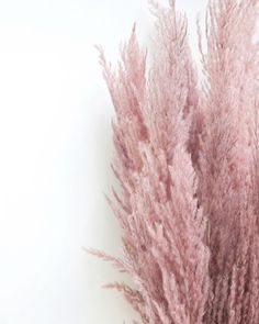 some very pretty pink flowers against a white wall