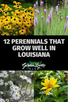 flowers and plants with the title 12 perennials that grow well in lousianna