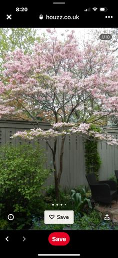 a tree with pink flowers is in the yard