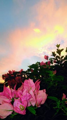 pink flowers are in the foreground as the sun sets