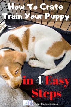 How To Crate Train A Puppy in 4 easy steps Train A Puppy, Puppy Training Schedule, Puppy Kennel, Train Your Puppy, Crate Training Puppy, Puppy Crate