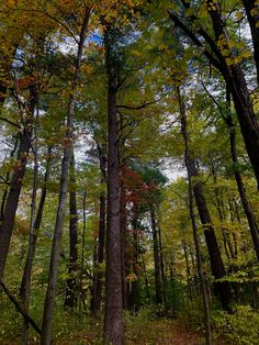 the woods are full of tall trees with leaves on them and yellow, red, and green foliage