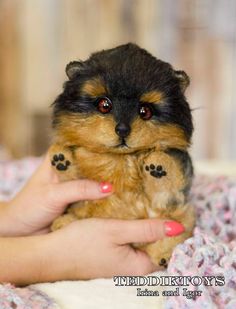 a person holding a small brown and black dog