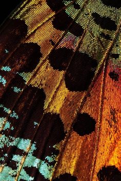 an image of the underside of a butterfly wing