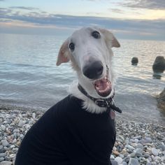 a white dog sitting on top of a rocky beach next to the ocean with its mouth open