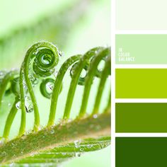 water drops on the leaves of a fern leaf with green foliage in the foreground