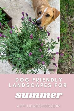 Labrador smells the lavender b Dog Friendly Backyard Plants, Dog Safe Outdoor Plants, Non Toxic Outdoor Plants For Dogs, Pet Friendly Plants Outdoor, Dog Friendly Plants Outdoor, Dog Friendly Backyard Landscaping, Toxic Flowers, Dog Safe Plants, Dog Friendly Plants