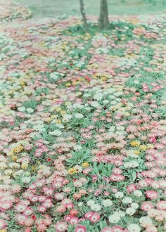 a field full of pink and green flowers next to a tree