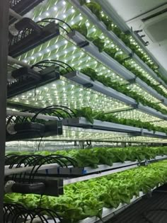 rows of lettuce growing in a hydropony with lights on the ceiling