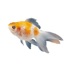 an orange and white fish is swimming in the water