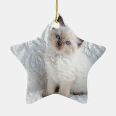 a white cat with blue eyes sitting in a star ornament on a white background