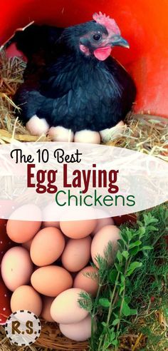 the best egg laying chickens for beginners to learn how to hatch eggs in their nest