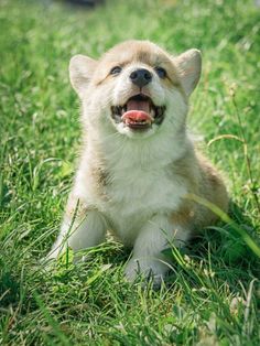 a small brown and white dog laying on top of a green grass covered field with its tongue hanging out