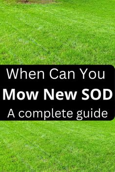 when to mow new sod Types Of Grass, To Wait, Lawn