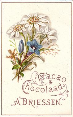 an old fashioned card with flowers and the words cacaco & chocolate adressen