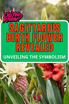 Sagittarius Birth Flower Sagittarius Birth Flower, Pursuit Of Knowledge, New Experiences, Personality Traits