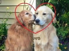 two dogs that are sitting next to each other in front of a heart shaped frame