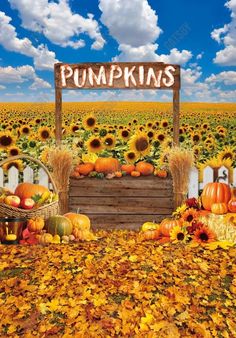 Gatsby Fall Pumpkin Patch Photography Backdrop GBSX-00183 - Gatsby Backdrop Pumpkin Patch Photo Backdrop, Sunflower Photo Backdrop, Pumpkin Patch Backdrop, Pumpkin Photo Backdrop, Photoshoot Sunflower, Sunflower Backdrop, Patch Photography, Pumpkin Patch Photography, Pumpkin Patch Pictures